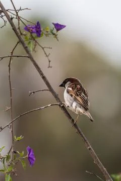 Thin branch is enough for small bird. Stock Photos