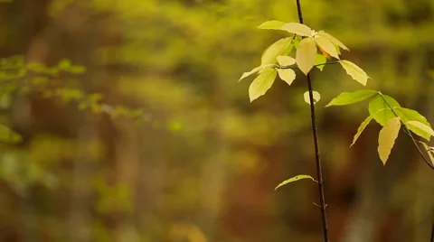 Thin Branch Stock-Footage 52478349