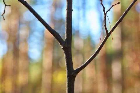 Thin branch in the forest on the background of a blurred forest. Nature Backg Stock Photos
