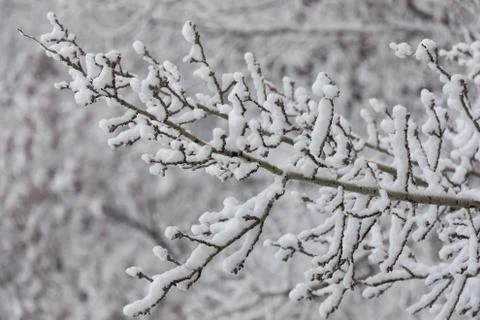 A thin branch of a tree covered with white snow. Which under his weight sligh Foto stock