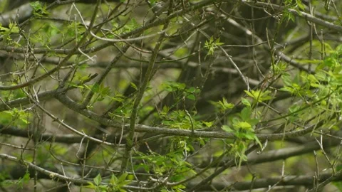 Thin Branched Trees with Small Leaves Budding from Stems Stock Footage 196958413