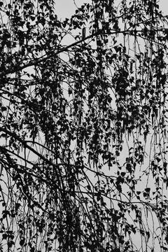 Thin branches of a blossoming birch tree against the sky in backlight Stock Photos
