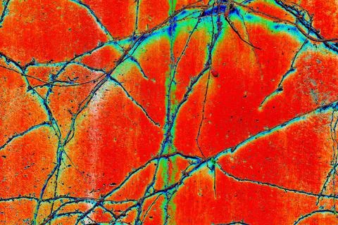 Thin branches on a concrete wall, changed colors, bright background Stock Photos