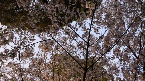 Thin branches covered by small pink flowers, look up to cherry tree Stock Footage 127934563
