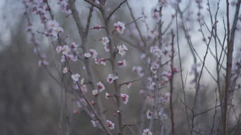 Thin branches dotted with apricot flowers against the blue sky in spring. Stock Footage 147948353
