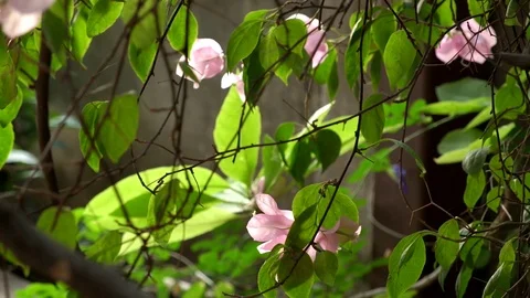 Thin branches green leaves swaying by gentle wind in garden. Stock Footage 123003640