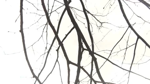 Thin Branches RAW Stock Footage 237258992