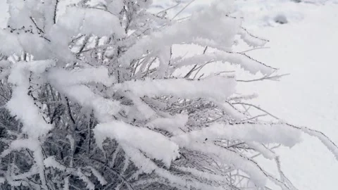Thin branches of a shrub with a large layer of stuck snow. Stock-Footage 335726377