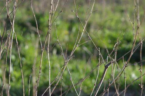 Thin branches stand out against a vibrant green background in a tranquil natural Stock Photos