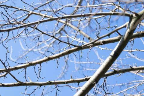 Thin branches of a tree not yet opened by leaves against the sky Stock Photos