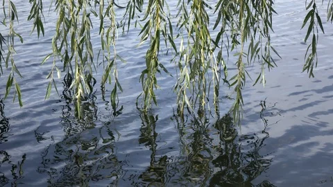 Thin branches of a tree in water Stock Footage 119105596