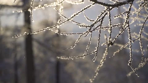 The thin branches of the tree were covered with frost. They flutter in the wind Video stock 157672766