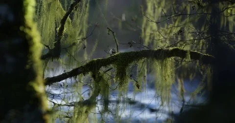 Thin branches of trees covered with green moss Stock Footage 80596966