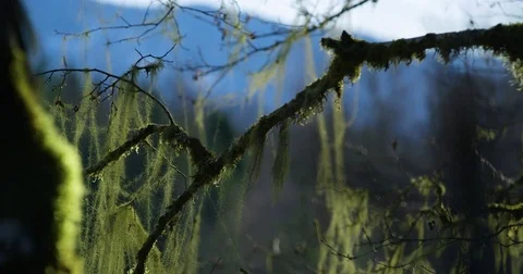 Thin branches of trees covered with green moss Stock Footage 80606978