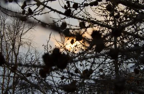 Thin branches of trees Stock-Fotos