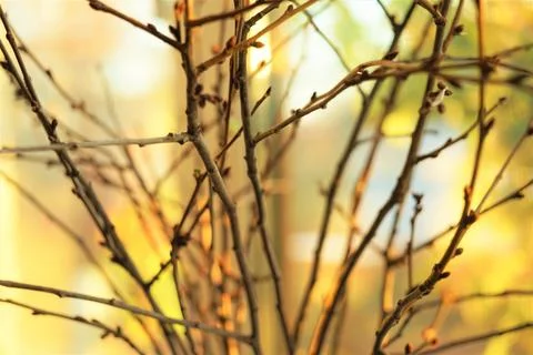 Thin branches in a vase on windowsill, soft focus. 스톡 사진
