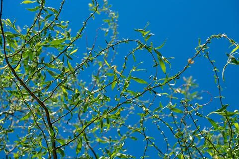 Thin branches of a willow on a background of blue sky. Salix Stock Photos