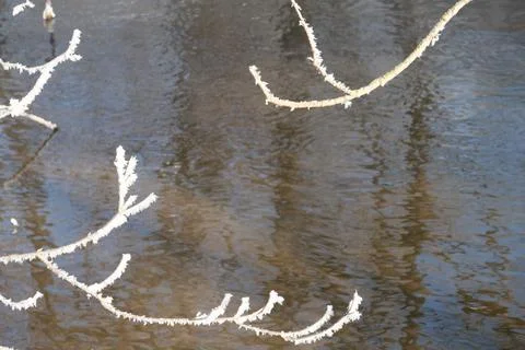 Thin branches without leaves covered with frost on the background of the wate Stock Photos