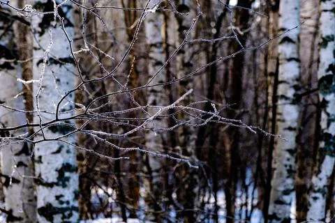 Thin branches without leaves covered with white frost on the blurred backgrou Stock Photos