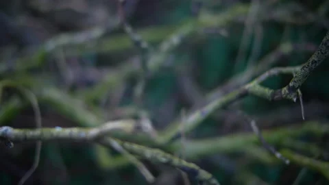 Thin branches in a wood super shallow depth of field (f0.95) Video stock 235171456