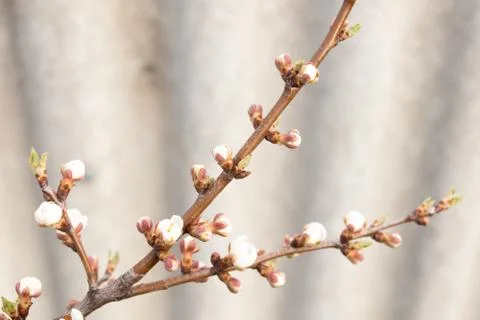 Thin branches of a young cherry tree with blooming buds of flowers and young Stock Photos