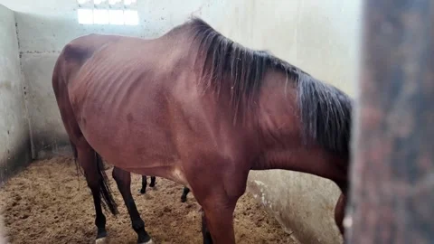 A thin brown horse in a barn stall. Stock Footage 343377501