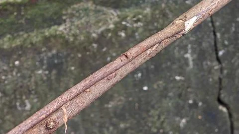 Thin Brown Tree Branch Against Blurred Mossy Stone Background Stock Photos