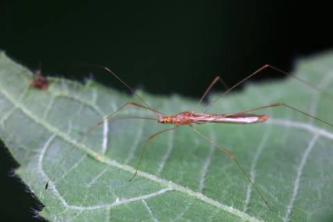Thin bugs on the grass, North China Stock Photos