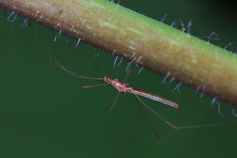 Thin bugs on the grass, North China Stock Photos