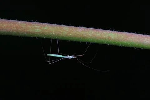 Thin bugs on wild plants, North China Stock Photos