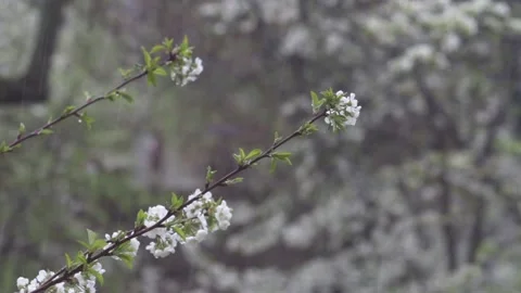 Thin cherry branches with flowering leaves get wet at snow Stock Footage 135132358