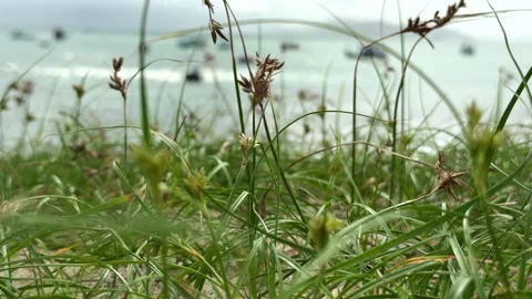 Thin coastal grass bends gently in the wind with waves rolling behind, forming a Stock Footage 323810082