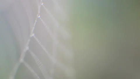 Thin cobwebs in the wind 스톡 동영상 98837082