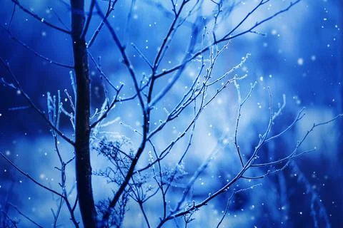 The thin curved branches of the tree are covered with white frost, and light  Stock Photos