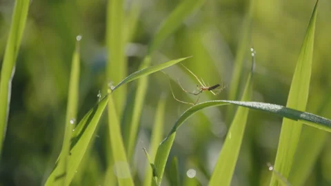 Thin daddy long-legs spider in the grass 4K footage 動画素材 195001722