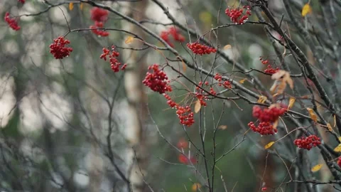 Thin dark rowan tree branches with bright leaves and berries. Raindrops Stock Footage 185603783