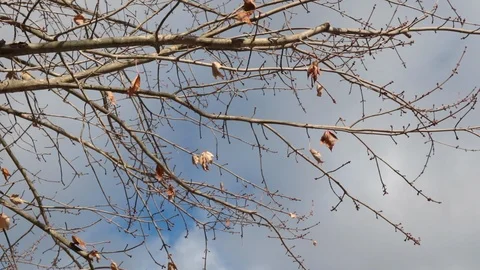Thin dead branches in wind with few dead leaves attached 스톡 동영상 91198432