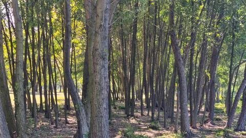 Thin deciduous trees growing densely in sunlit woodland with visible trunks Stock Photos