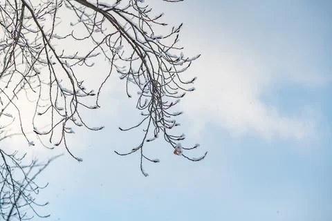 Thin, delicate branches covered in a light dusting of snow reach towards a se Foto stock