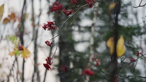 Thin delicate leafless rowan tree branches with red berries on the blurry Stock Footage 185611702