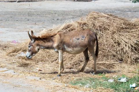 Thin donkey standing near hay in rural farmyard outdoor scene Foto stock