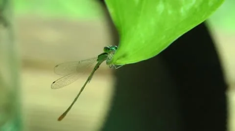 Thin dragonfly hanging on leaf soft focus Stock Footage 21901606