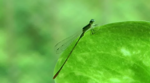 Thin Dragonfly on leave focus Stock Footage 21903793