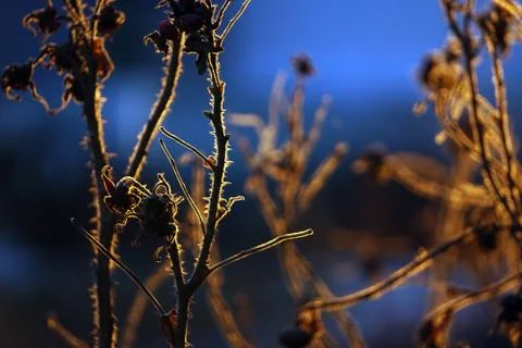 Thin dry branches of bushes in the light of the setting sun. Autumn nature.Su Stock Photos