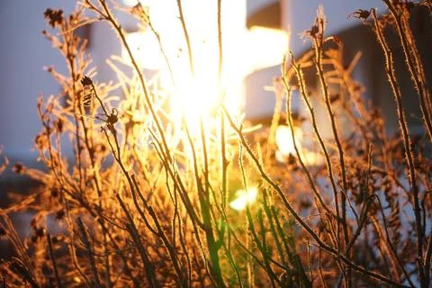 Thin dry branches of bushes in the light of the setting sun. Autumn nature.Su Stock Photos