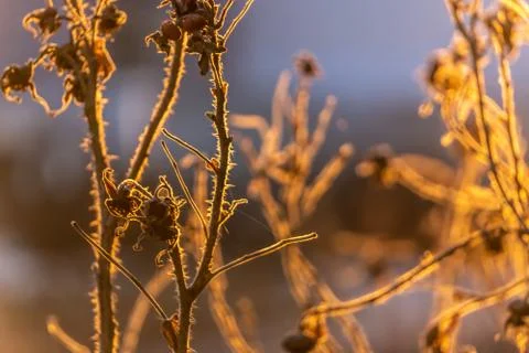 Thin dry branches of bushes in the light of the setting sun. Autumn nature.Su Stock Photos
