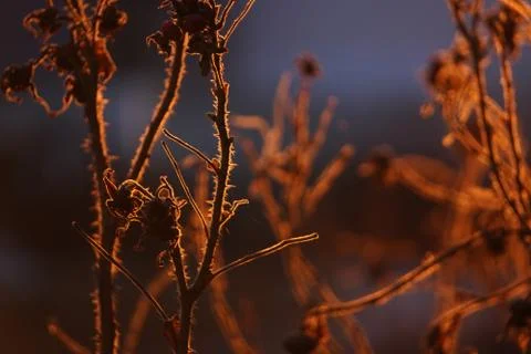 Thin dry branches of bushes in the light of the setting sun. Autumn nature.Su Stock Photos