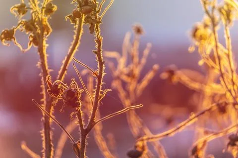 Thin dry branches of bushes in the light of the setting sun. Autumn nature.Su Stock Photos