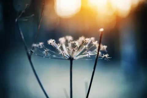 The thin dry branches of a wilted wild carrot flower are covered with frost a Stock Photos