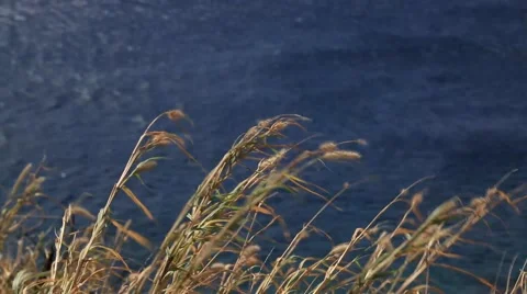 Thin dry plants windy day, ocean shore Stock Footage 57402997